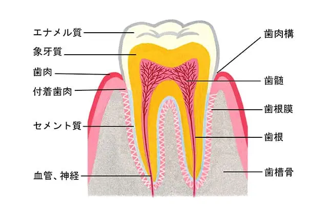 初期むし歯（CO）/再石灰化で口腔ケア